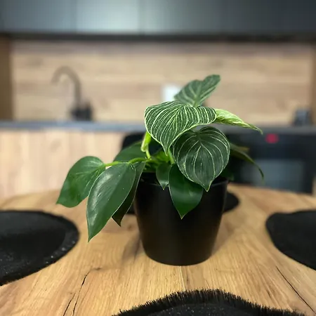 Sloneczny Apartment Karpicko