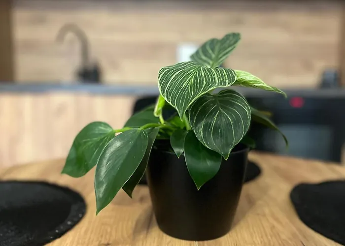 Sloneczny Apartment Karpicko